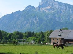 Das Bild zeigt den Untersberg im Sommer, darunter die Wiese und zwei Pferde.